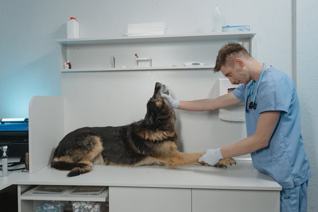 Get your veterinary business listed top on Google