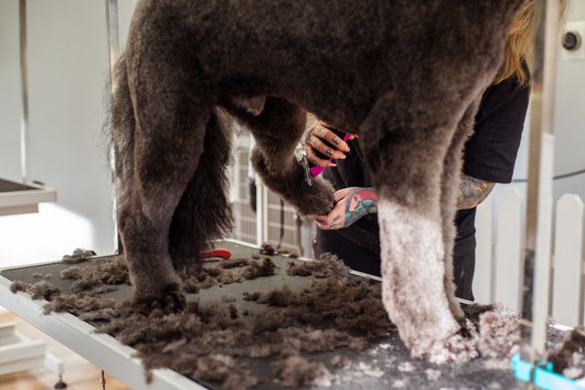 SEO For Dog Groomers: How To Get Found Locally