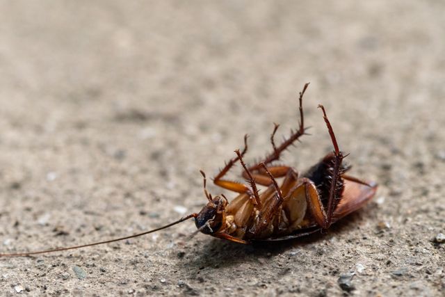 SEO For Pest Control Companies