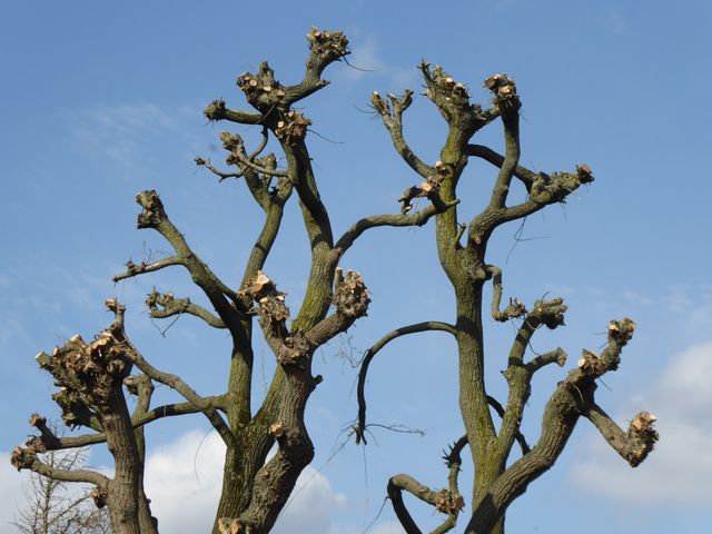 SEO for tree surgeons who wants more inquiries